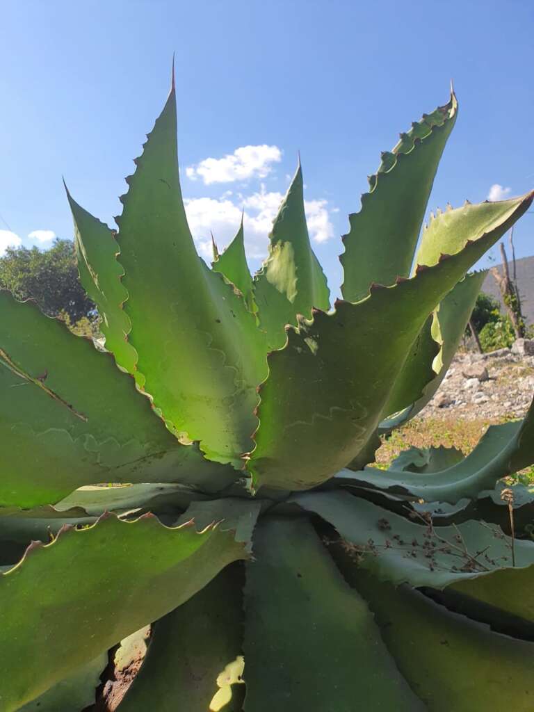 Selección del Agave Cupreata