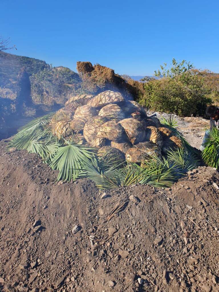 Cocción de piñas de agave