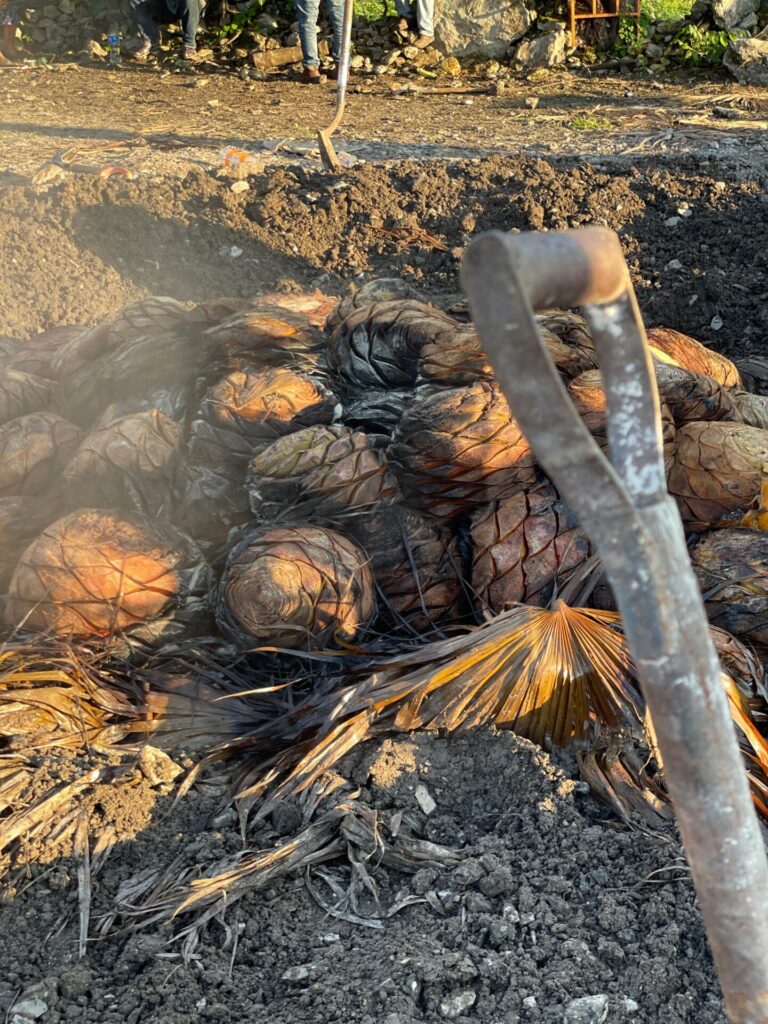 Piñas cocidas listas para la molienda