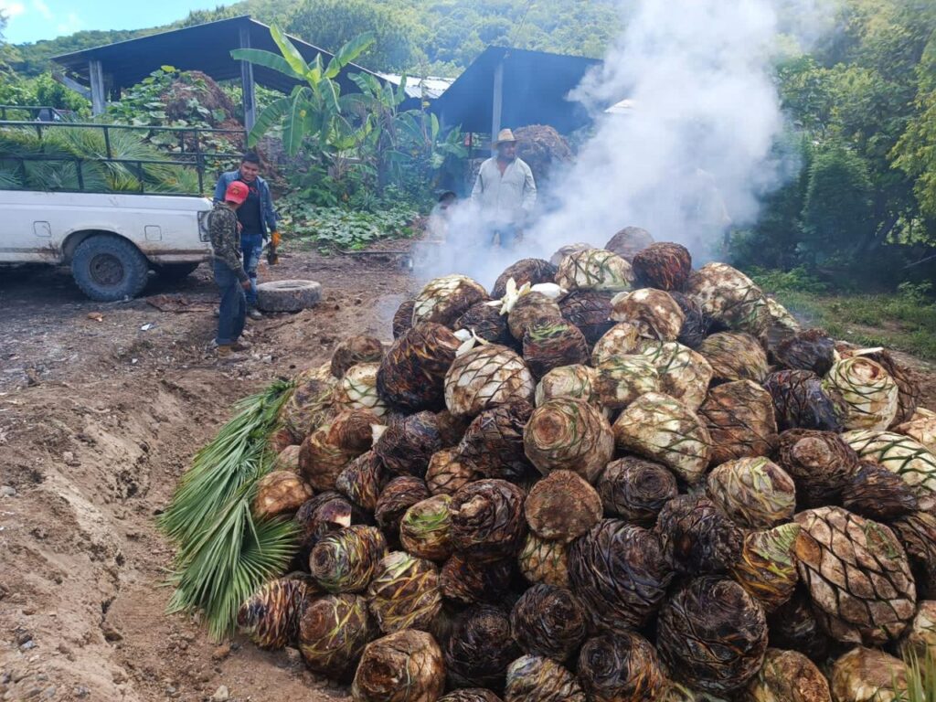 Cocción de piñas de agave